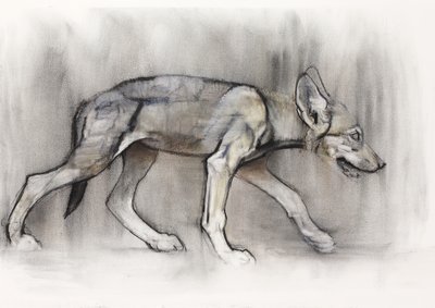 Magerer Welpe (Arabischer Wolf), 2009 von Mark Adlington
