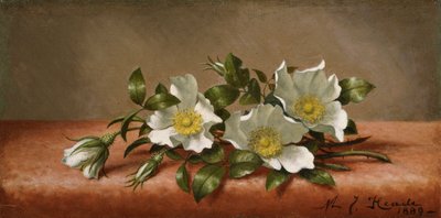 Cherokee-Rosen von Martin Johnson Heade