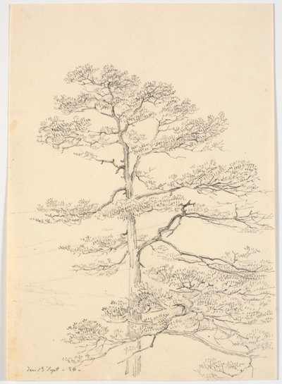 Eine Kiefer von Martinus Rørbye
