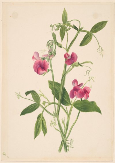 (Ohne Titel--Blumenstudie) von Mary Vaux Walcott