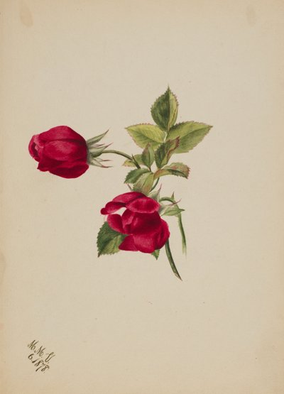(Ohne Titel - Rose) von Mary Vaux Walcott