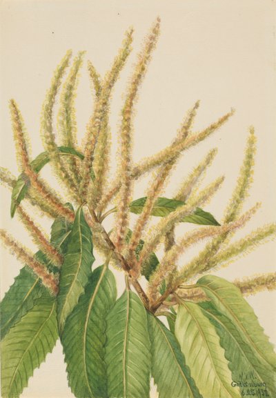 Amerikanische Kastanie (Castanea dentata) von Mary Vaux Walcott