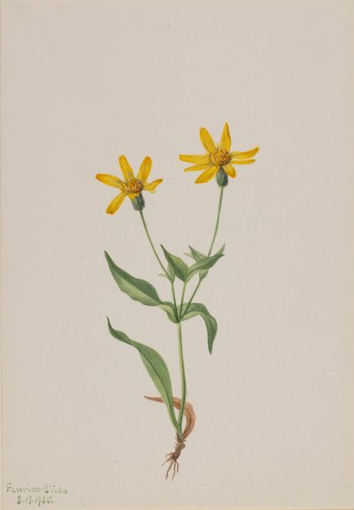 Arnika alpina von Mary Vaux Walcott