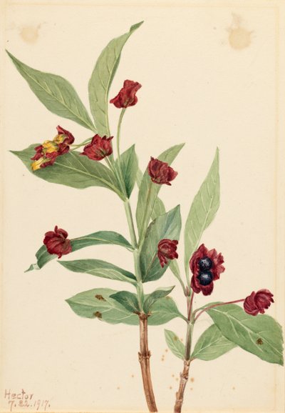 Bärentrauben-Geißblatt (Lonicera involucrata) von Mary Vaux Walcott