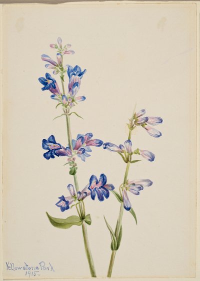 Blauer Bartfaden (Pentstemon) von Mary Vaux Walcott