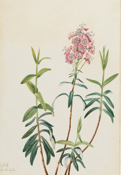 Sumpf-Kalmie (Kalmia polifolia) von Mary Vaux Walcott