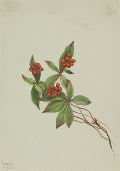 Knäuelbeere (Cornus canadensis) von Mary Vaux Walcott