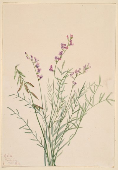 Burgess-Milchklee (Astragalus bourgovii) von Mary Vaux Walcott