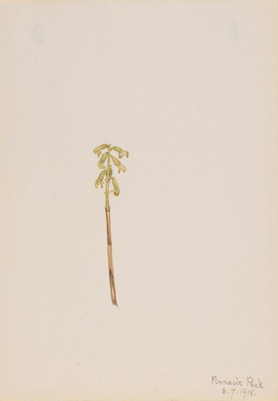 Korallenwurz von Mary Vaux Walcott