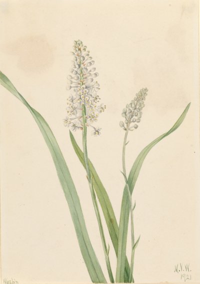 Krähenvergiftung (Chrosperma muscaetoxicum) von Mary Vaux Walcott