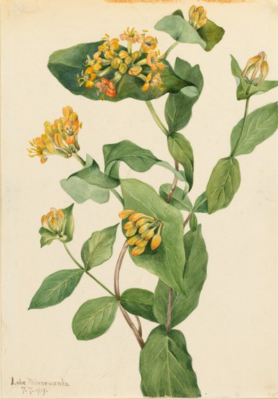 Douglas-Geißblatt (Lonicera glaucescens) von Mary Vaux Walcott
