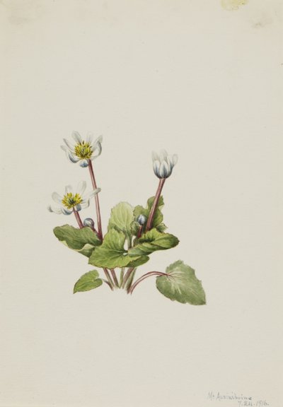 Elkslip (Caltha leptosepala) von Mary Vaux Walcott