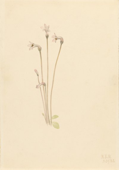 Geisterpflanze (Thalesia uniflora) von Mary Vaux Walcott