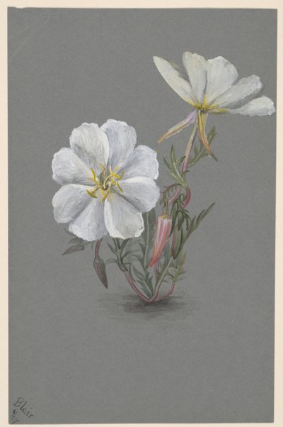 Riesen-Stendelwurz Epipactis gigantea von Mary Vaux Walcott