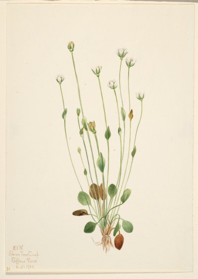 Graues Greiskraut (Senecio canus) von Mary Vaux Walcott