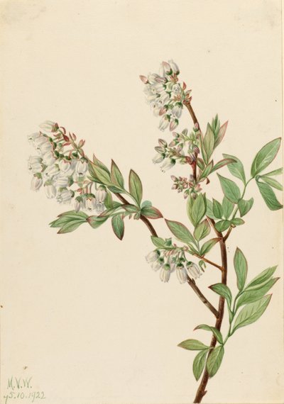 Hohe Heidelbeere (Vaccinium corymbosum) von Mary Vaux Walcott