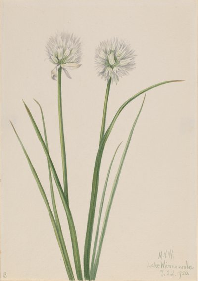 Nördliche Zwiebel Allium sibiricum, 1920 von Mary Vaux Walcott