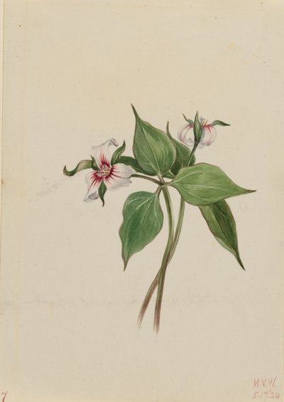 Gemaltes Dreiblatt (Trillium undulatum) von Mary Vaux Walcott