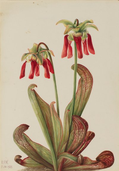 Papageien-Schlauchpflanze (Sarracenia psittacina) von Mary Vaux Walcott
