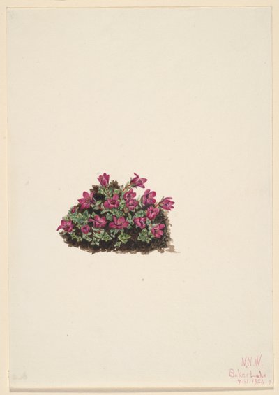 Purpur-Steinbrech (Saxifraga oppositifolia) von Mary Vaux Walcott