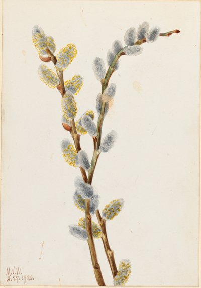 Weidenkätzchen (Salix discolor) von Mary Vaux Walcott