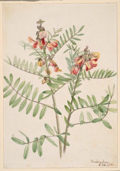 Hasenbohne (Cracca virginiana) von Mary Vaux Walcott