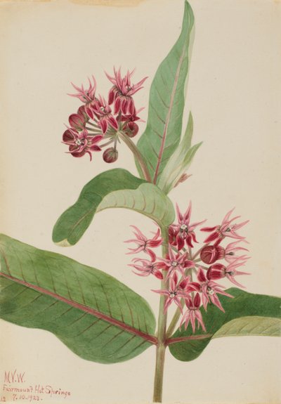 Prachtige Seidenpflanze (Asclepias speciosa) von Mary Vaux Walcott