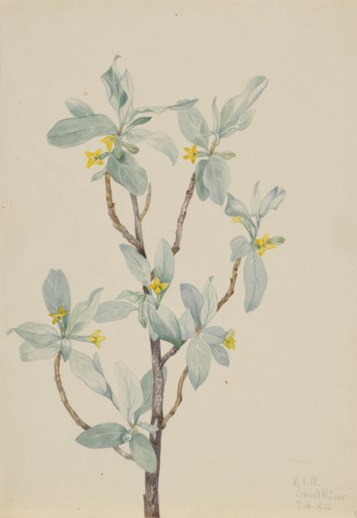 Silberbeere (Elaeagnus commutata) von Mary Vaux Walcott