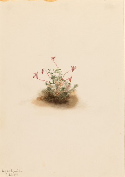 Kleine Moosbeere (Oxycoccus palustris) von Mary Vaux Walcott