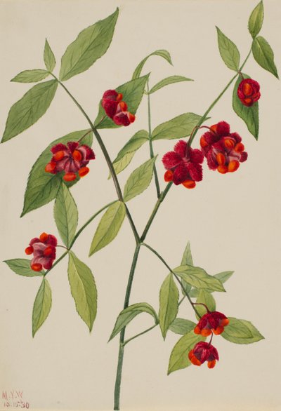Herzbeerenstrauch-"Herzen platzen vor Liebe" (Euonymus Americanus) von Mary Vaux Walcott