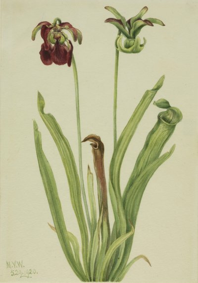 Süßer Schlauch (Sarracenia rubra) von Mary Vaux Walcott