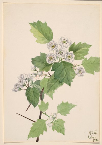 Dickicht-Weißdorn (Crataegus coccinea) von Mary Vaux Walcott