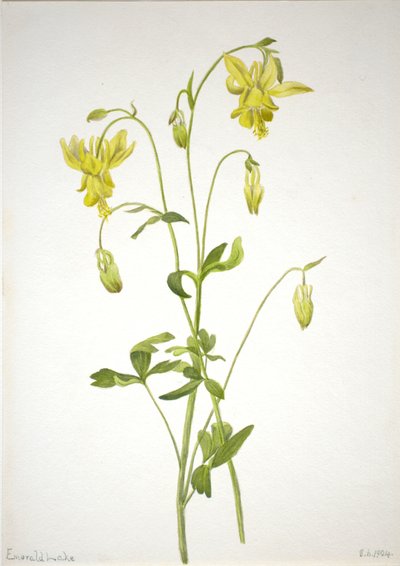 Ohne Titel - Pflanzenstudie von Mary Vaux Walcott