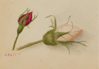 Ohne Titel (Rosenknospen) von Mary Vaux Walcott