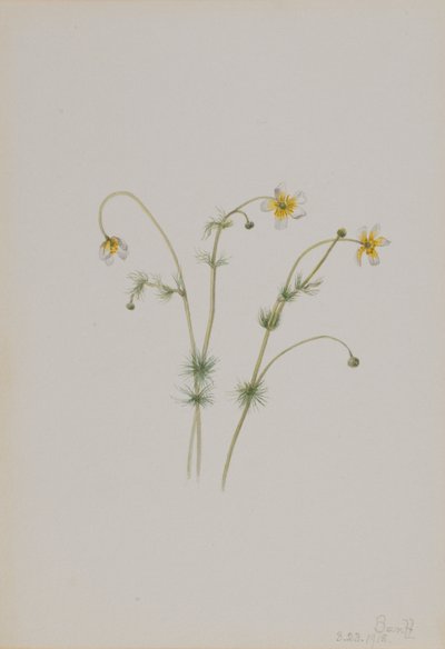 Wasser-Hahnenfuß (Batrachium trichophyllum) von Mary Vaux Walcott