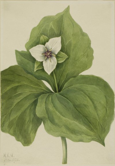 Wachs-Dreiblatt (Trillium album) von Mary Vaux Walcott