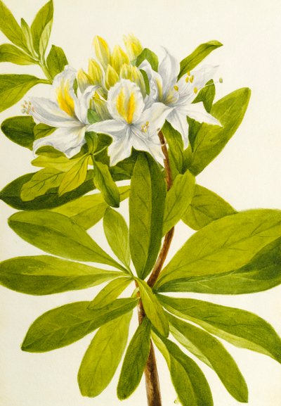 Westliche Azalee (Rhododendron occidentale) von Mary Vaux Walcott