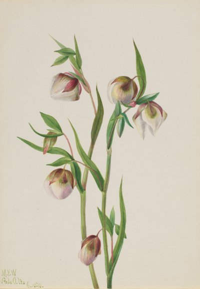 Weißer Feenlaterne Calochortus albus, 1933 von Mary Vaux Walcott