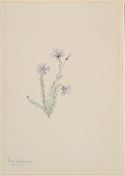 Wilder Flachs (Linum lewisii) von Mary Vaux Walcott