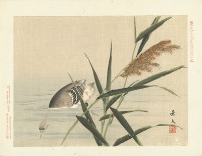 Tauchende Ente bei Schilf. Blumen- und Vogelskizzen von Keibun - Teil drei von Matsumura Keibun