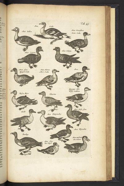 Tafel 49, Enten, Illustration aus 