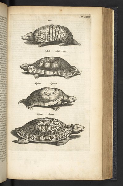 Tab LXXX, Schildkröten, Illustration aus 