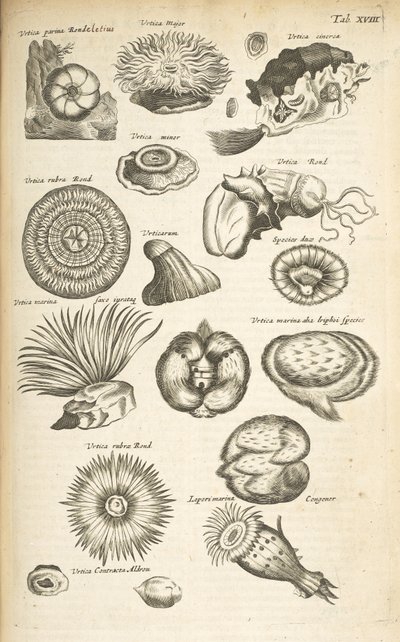 Tafel XVIII, Meeresleben, Illustration aus 