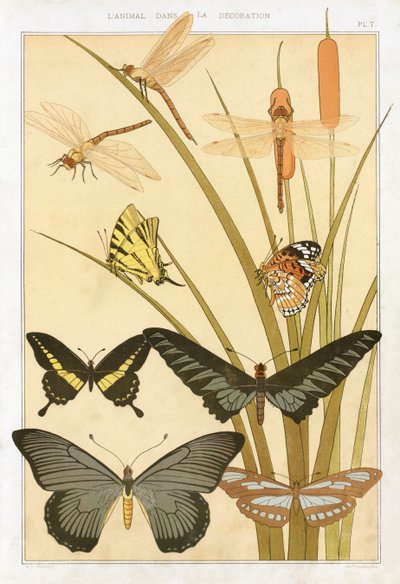 Schmetterlinge, aus 