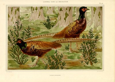 Naturalistisches Fasanenpaar im Wald (Lithografie) von Maurice Pillard Verneuil