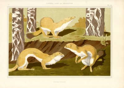Studie von Hermelinen im Birkenwald (Lithografie) von Maurice Pillard Verneuil