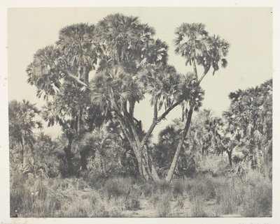 Doum-Palmen, Oberägypten von Maxime Du Camp