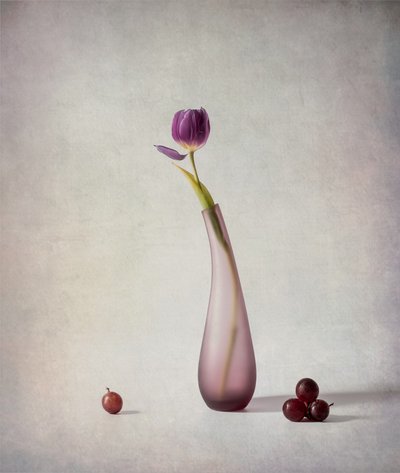 Lila Tulpe Stillleben von May G