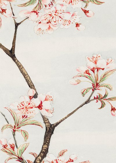 Sakura-Kirsche während 1870–1880 von Megata Morikaga