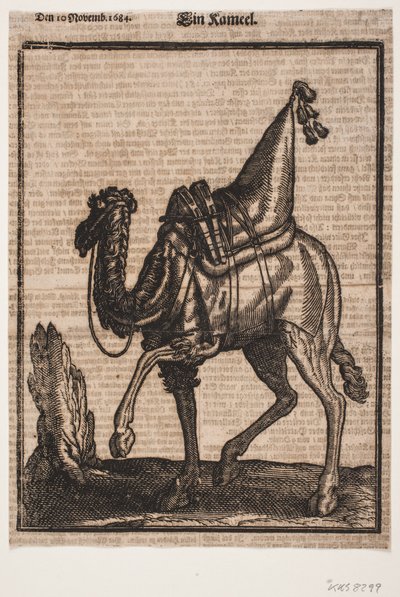 Ein gesattelter Dromedar, Profil nach links, mit vom Betrachter abgewandtem Kopf des Tieres von Melchior Lorck